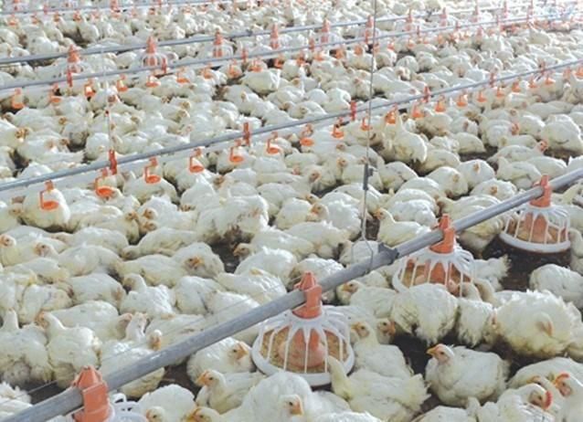 Poultry Farm Structures Chicken Farms Broiler House Equipments