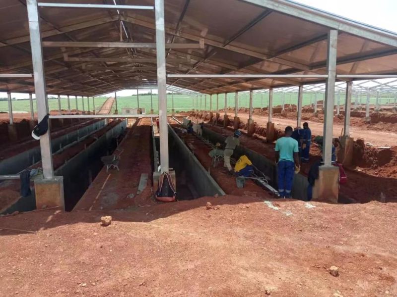 Pig Swine Hog Farm Automatic Complete Turn-Key Project Equipment with Steel Structure House