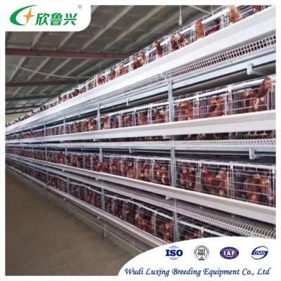 Arge-Scale Livestock Equipment H Type Automatic Layer Chicken Cage Egg Poultry Farm Equipment for Chicken Farm