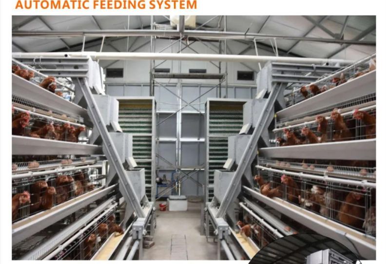 Layer Farming Design and Cage Solution and Poutlry Chicken Cage with Equipment in Nigeria