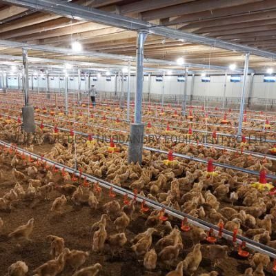 Automatic Broiler Farm Equipment for Poultry Chicken