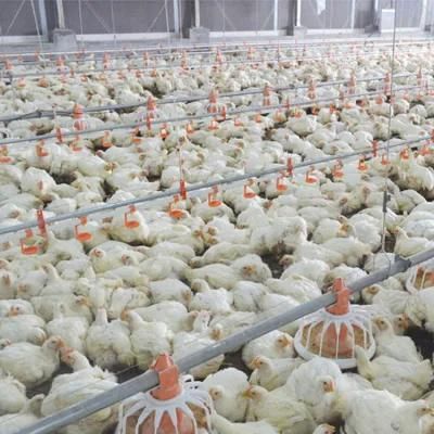 Good Quality Automatic Poultry Chicken Farming Equipment for Chicken Farm