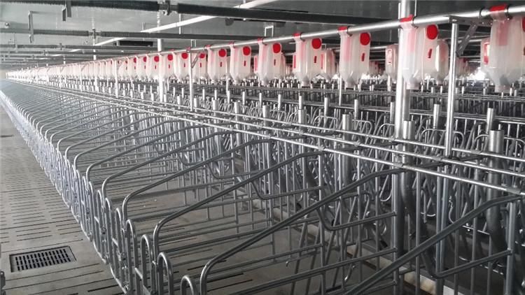 High Quality Chain Auger Conveying Pig Feeding System