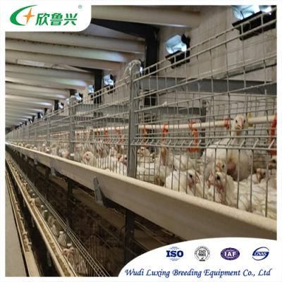 Complete Fully Automatic H Type Broiler Chicken Cage Battery Farming Cage System for Poultry Shed