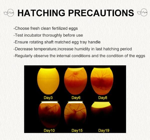 Hhd Good Price Chicken and Bird 36 Egg Incubator