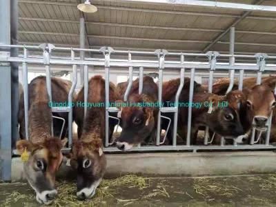 Cow Headlock with Hot-Galvanized Steel Pipe Cow Equipment