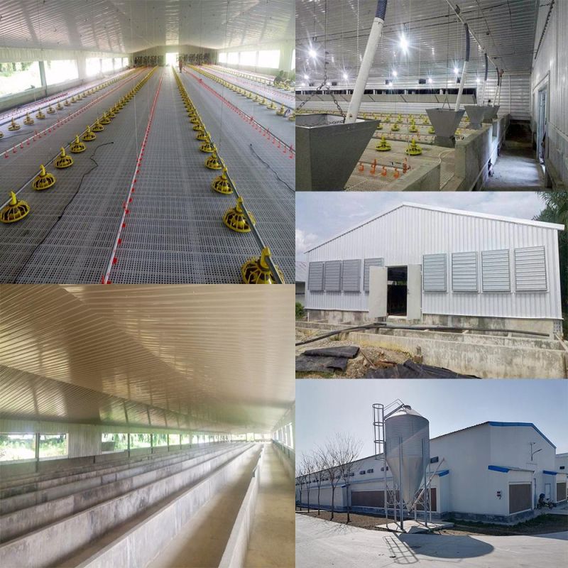Ghana 5 Layers of Egg Hens Layer Chicken Farm Steel Structure Shed Houses Coop
