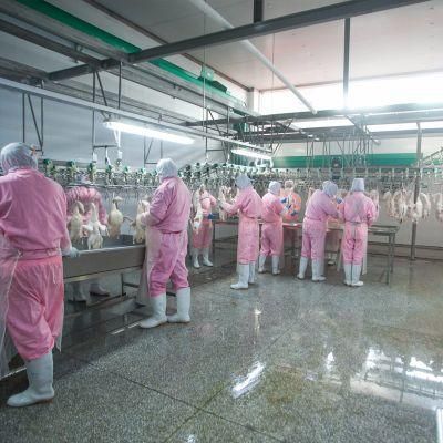 500-2000bph Chicken Processing Abattoir Equipment Importer at South Africa