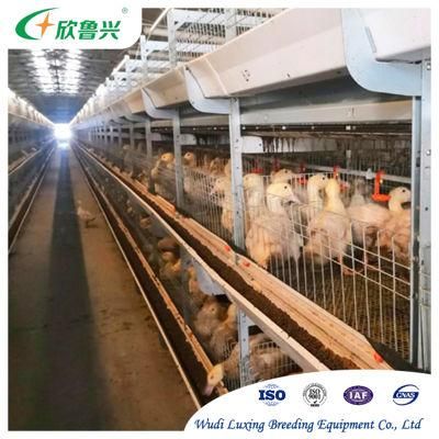 Automatic Poultry Farm Equipment Broiler Chicken Cage System for Sale