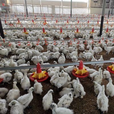 Poultry Farm Projects Business Plan Automation Controller Poultry