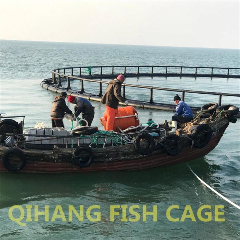 Tilapia Cage Farming in River Lake