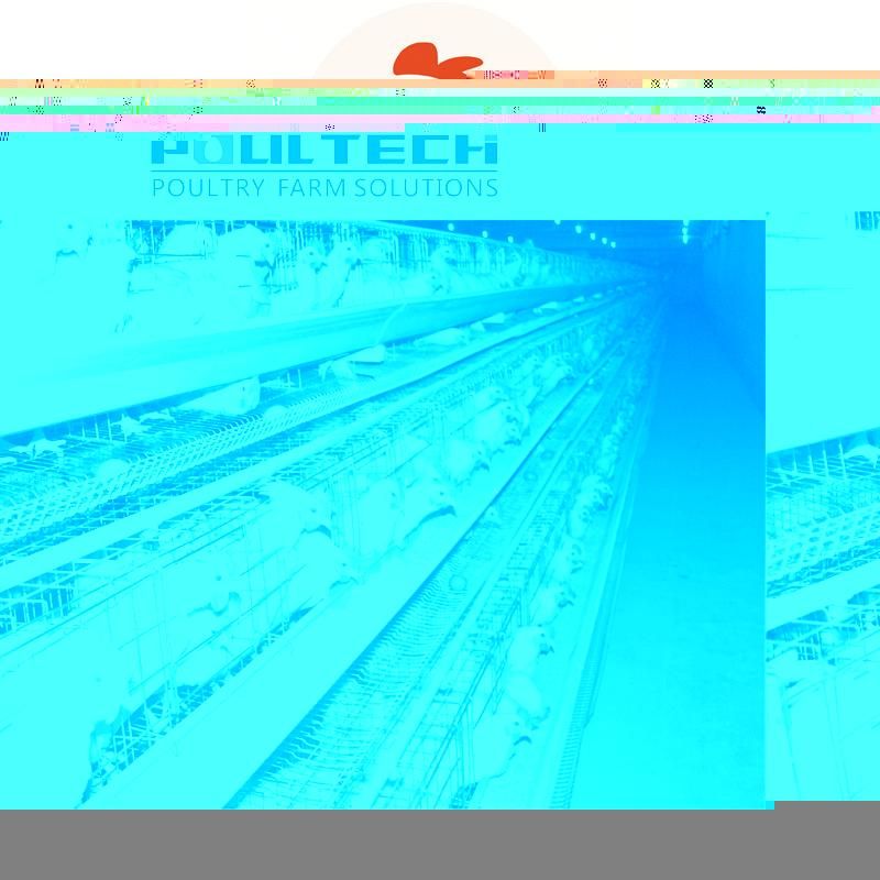 a Type Layer Cage Raising Equipment for 25000 Birds Layer Project