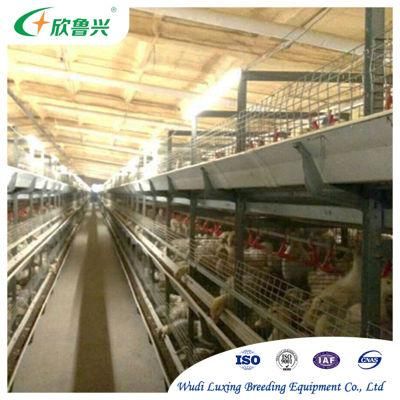 Boiler Chicken Open House Battery Cage System for Wholesales