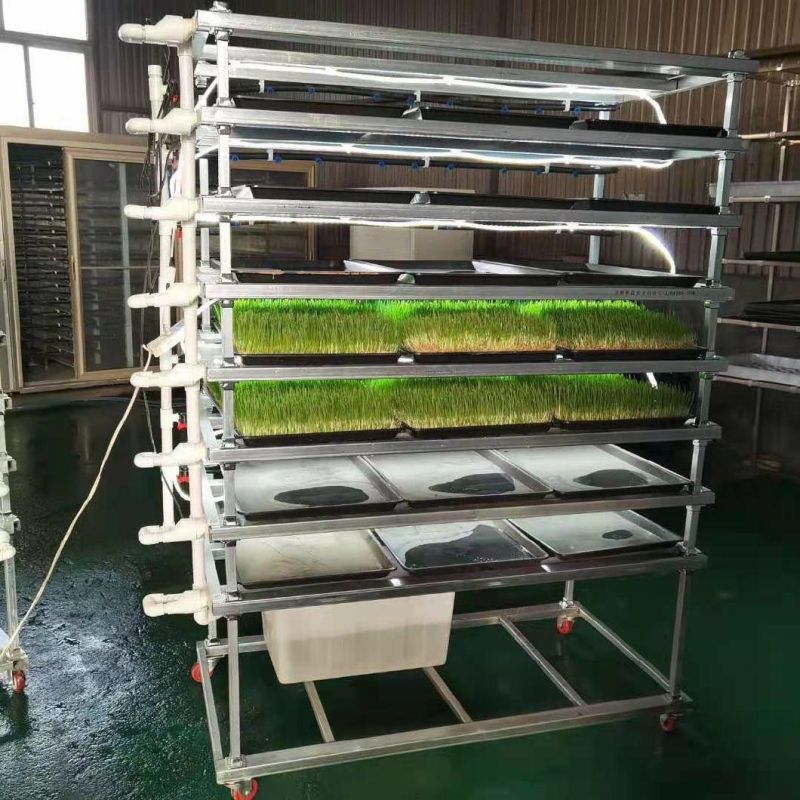 Microgreen System Green Forage Hydroponic Fodder Growing System Cultivation