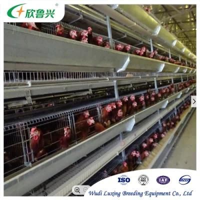 Chicken Egg Poultry Farm Equipment/Automatic Egg Collecting Machine / Chicken Layer Cage
