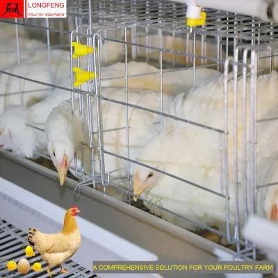 15-20years Local After-Sale Service in Asia a Type Egg Laying Cage