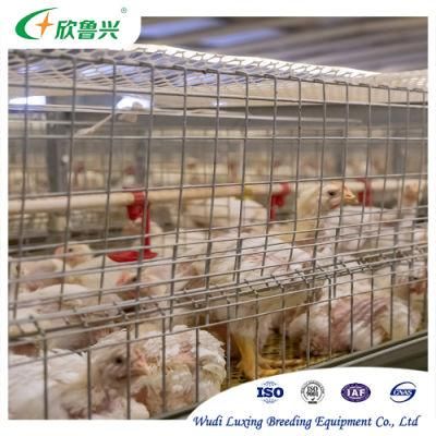 New Design H Type Battery Broiler Chicken Cage System with Belt Manure Removal System