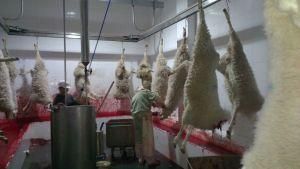 Sheep Tripe Stomach Cleaning Machine Pulire La Trippa