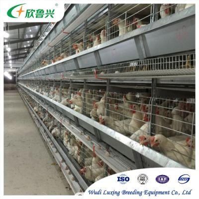 Chicken Feeder Automatic Broiler Feeding System Poultry Feed Line for Battery Farm