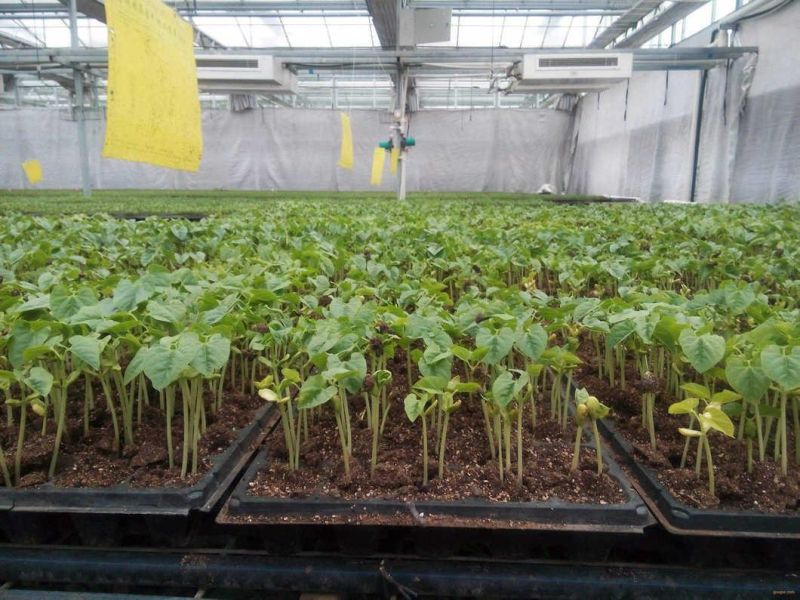 Automatic Pneumatic Vegetable Nursery Seeder Machine for Seedling