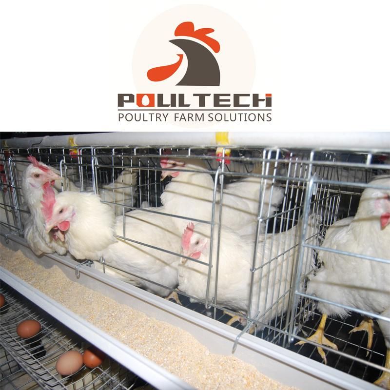 H Type Good Quality Layer Chicken Cage Poultry Farm Equipment