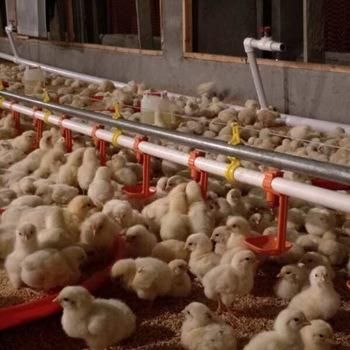 Poultry Farm Automatic Baby Chicken Flat Raising Equipment