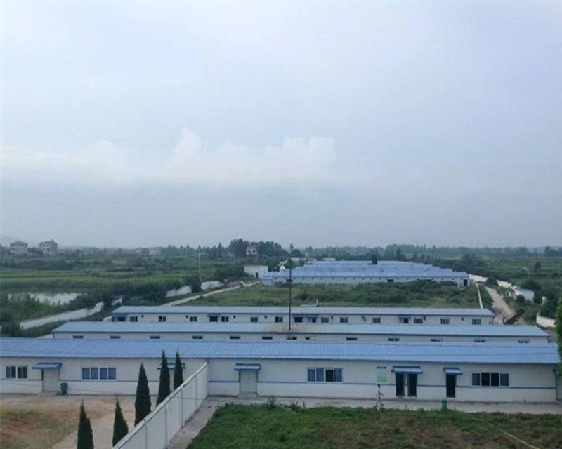 Stacked-Type Quail Cage of Automated Farming Equipment