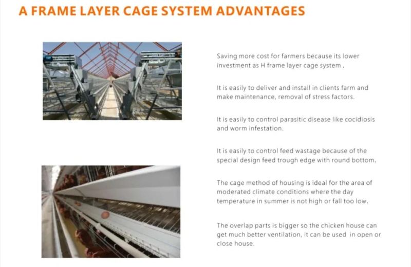 Modern Poutry Farming and Chicken Cage with Equipment and Design for Free