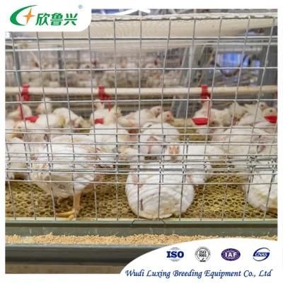 Hot Sale High Quality Poultry Automatic Farm Equipment of Broiler Chicken Battery Cage