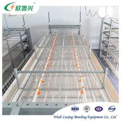 Automatic Broiler Cage System H Type Battery Cages for Poultry Farm