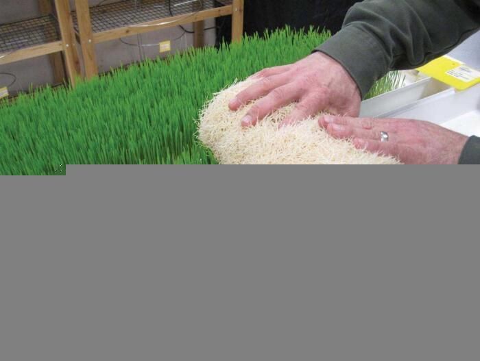 Hot Sell Hydroponic Fodder Tray Vertical Fodder Grass Growing System