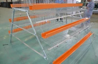 Automatic 10000 Layer Chickens Farm Chicken Layer Cage Guangzhou
