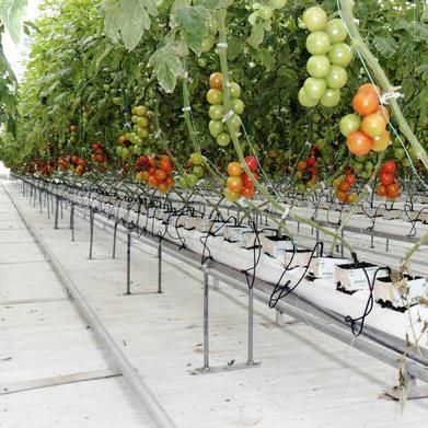 Greenhouse Intelligent Irrigation System Smart Hydroponic Drip Water-Fertilizer Dosing Machine