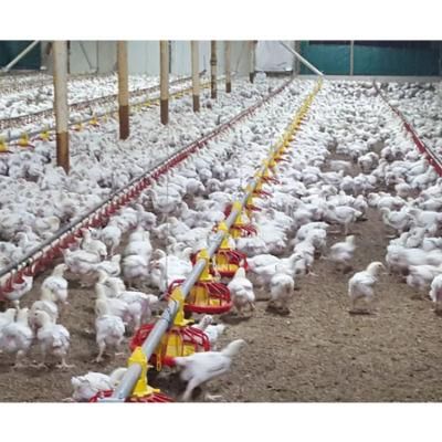 Poultry Farm Equipment Broilers Automatic Feeding Line and Drinking Line