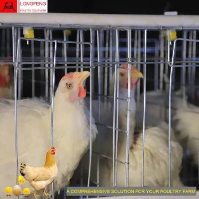 Longfeng 430cm2 or 450cm2 Poultry Farm Equipment with Factory Price