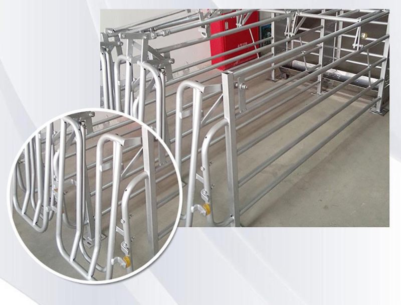 Galvanized Pipe Pig Gestation Stalls, Pig Farming Equipment
