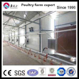 Automatic Layer Chicken Equipment for Layer House