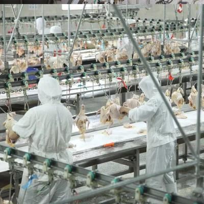 Qingdao Raniche Automatic Poultry Slaughter Line for Meat Plant