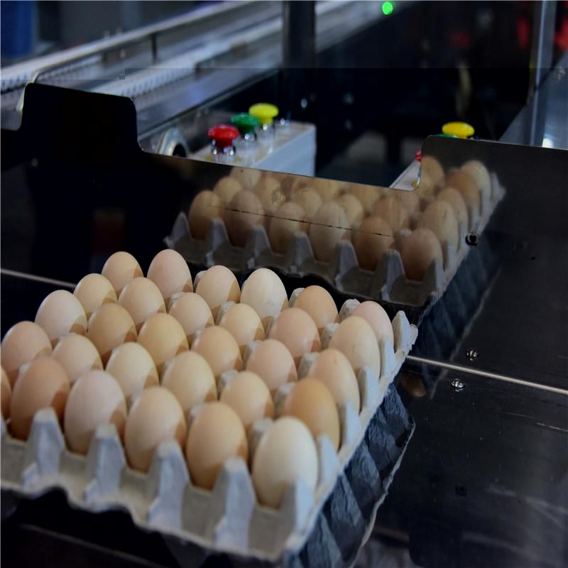 High Quality Automatic Egg Grading & Package Machine for Sale