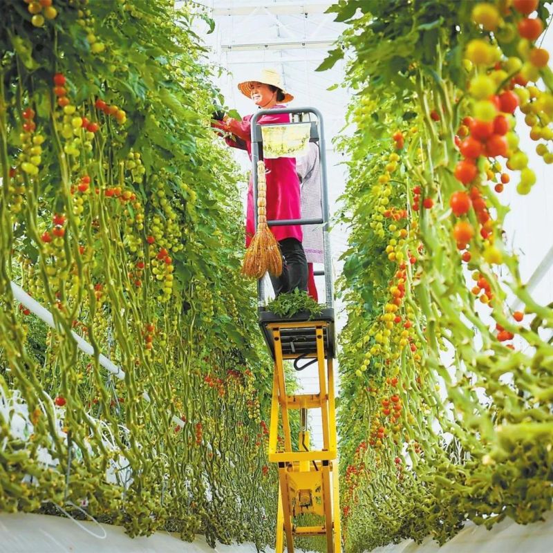 Styles of Greenhouse Specialized Scissor Lift Table Platform/Trolley Cart for High Position Fruit Picking