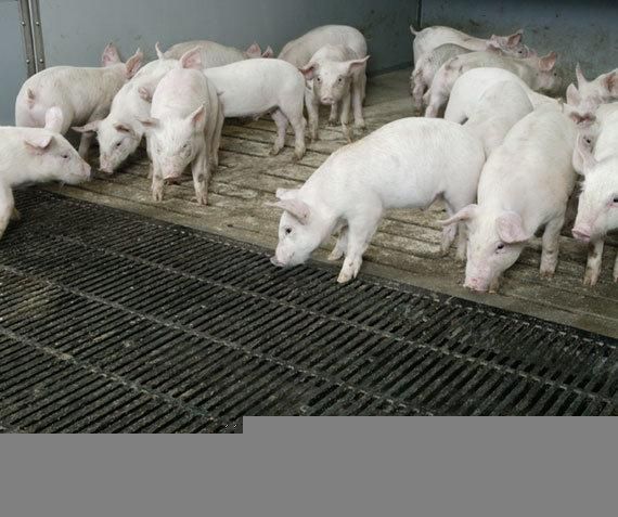 Pig Using Slating Feeding Pig Plastic Slat Floor