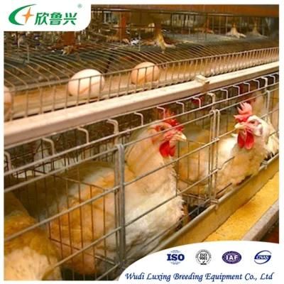 Automated Breeding Layer Cages Stacked Chicken Raising Equipment