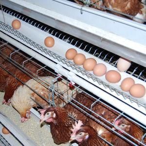 a Type 4 Tiers Automatic Feeding System Electric Chicken Cage