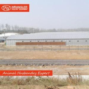 Low Cost Chicken Broiler Poultry Shed Farm Equipment Design