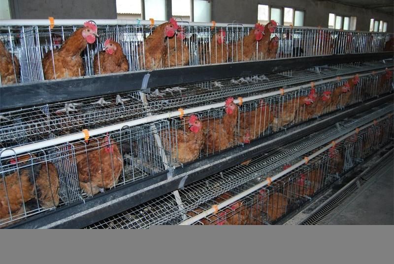 a Frame Hot Galvanized Chicken Cage System