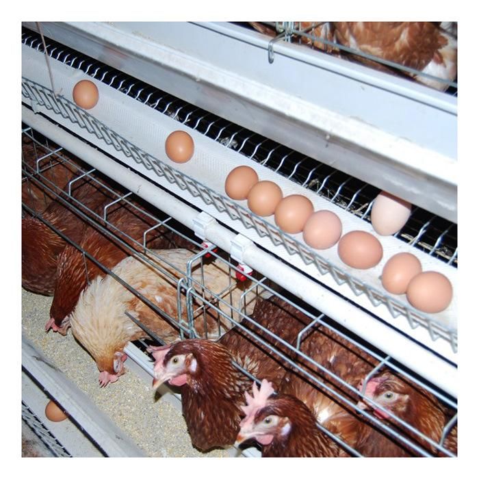 120 Layers /Cage Poultry Eggs Chicken Layer Battery Cages for Sale