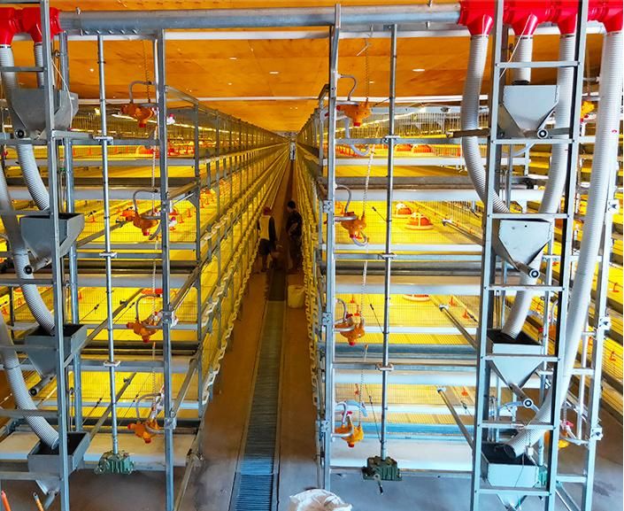 a Type Pullet Chicken Cage Automatic Raising System Poultry Farm Equipment for Small Chick Large Farm