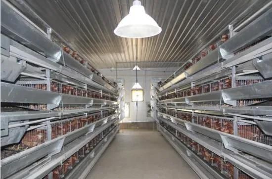 H Type Automatic Poultry Farming Equipment Chicken Battery Layer Cage Husbangry Farming Equipment