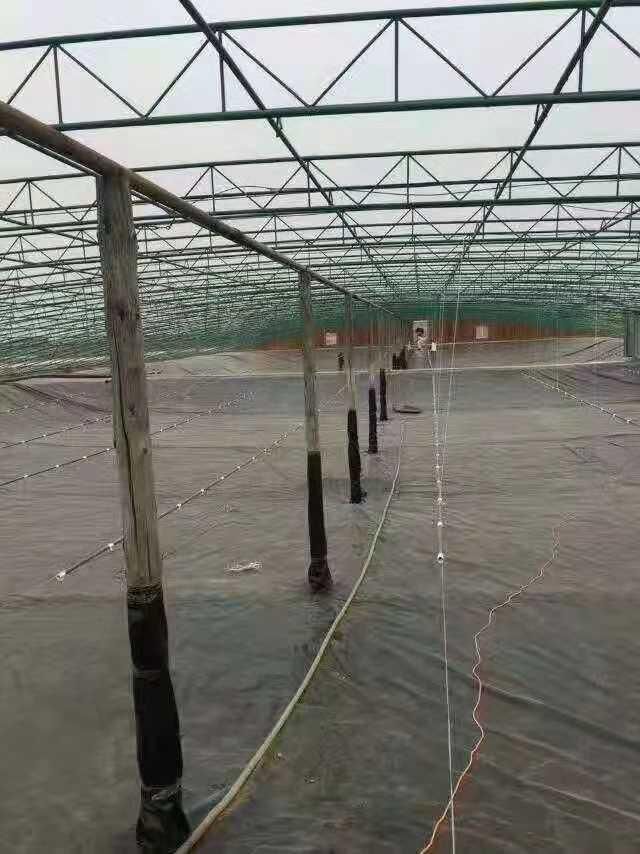 Membrane Film for The Shrimp Pool