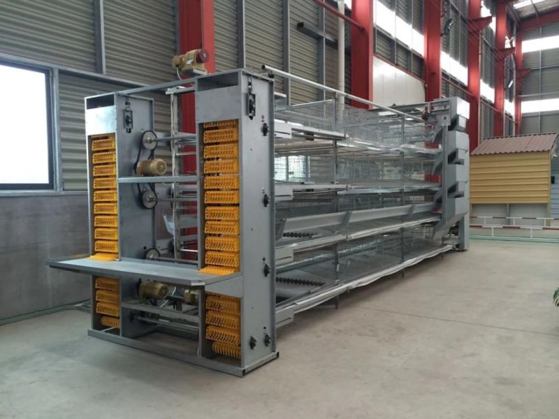 Design Full Automatic Layer Chicken Cages for Kenya Poultry Farm